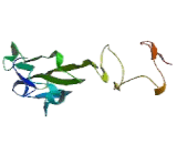 B-Cell CLL/Lymphoma 7B (Bcl7B)