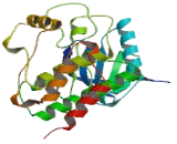 B-Raf Proto Oncogene Serine/Threonine Protein Kinase (BRAF)