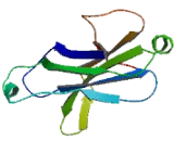 B9 Protein Domain 2 (B9D2)