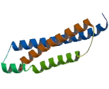 Bcl2 Associated Athanogene 1 (BAG1)