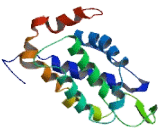 Bcl2 Like Protein 10 (BCL2L10)