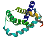 Bcl2 Related Protein A1 (BCL2A1)