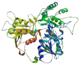 BRCA1 Interacting Protein C-Terminal Helicase 1 (BRIP1)