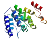 BSD Domain Containing Protein 1 (BSDC1)