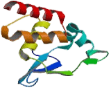 BTB/POZ Domain Containing Protein 1 (BTBD1)