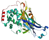 BTB/POZ Domain Containing Protein 11 (BTBD11)