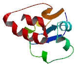 BTB/POZ Domain Containing Protein 12 (BTBD12)