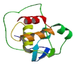 BTB/POZ Domain Containing Protein 16 (BTBD16)