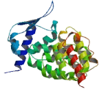 BTB/POZ Domain Containing Protein 17 (BTBD17)