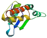 BTB/POZ Domain Containing Protein 2 (BTBD2)