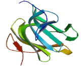 BTB/POZ Domain Containing Protein 5 (BTBD5)