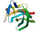 BTB/POZ Domain Containing Protein 6 (BTBD6)