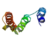 BTB/POZ Domain Containing Protein 7 (BTBD7)