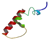 Bardet Biedl Syndrome Protein 10 (BBS10)