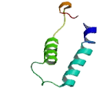 Bardet Biedl Syndrome Protein 7 (BBS7)