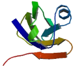 Basic Helix Loop Helix Domain Containing Protein B9 (BHLHB9)