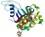 Basic Salivary Proline Rich Protein 2 (PRB2)