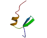 Basonuclin 2 (BNC2)