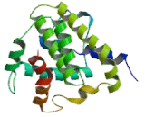 Bcl2 Related Ovarian Killer Protein (BOK)