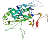 Beta-1,3-Galactosyltransferase 4 (b3GALT4)