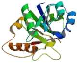 Beta-1,3-Galactosyltransferase Like Protein (b3GALTL)