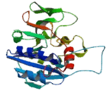 Beta-1,3-Glucuronyltransferase 3 (b3GAT3)