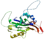 Beta-1,3-N-Acetylglucosaminyltransferase 5 (b3GNT5)