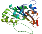 Beta-1,3-N-Acetylglucosaminyltransferase 6 (b3GNT6)