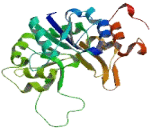 Beta-1,3-N-Acetylglucosaminyltransferase Manic Fringe (MFNG)