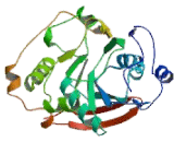 Beta-1,4-Galactosyltransferase 2 (b4GALT2)