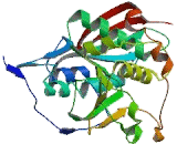 Beta-1,4-Galactosyltransferase 3 (b4GALT3)