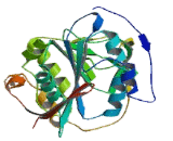 Beta-1,4-Galactosyltransferase 4 (b4GALT4)