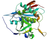 Beta-1,4-Galactosyltransferase 5 (b4GALT5)