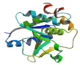 Beta-1,4-Galactosyltransferase 7 (b4GALT7)