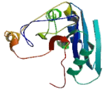 Beta-1,4-N-Acetyl Galactosaminyl Transferase 2 (b4GALNT2)