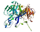 Beta-Carotene-15,15'-Monooxygenase 1 (bCMO1)