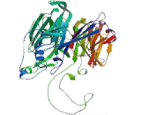 Beta-Carotene Oxygenase 2 (bCO2)