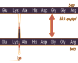 Beta-Crosslaps (bCTx)