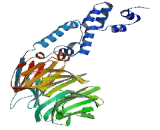 Beta-Transducin Repeat Containing Protein (bTRCP)