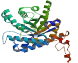 Betaine Homocysteine Methyltransferase 2 (BHMT2)