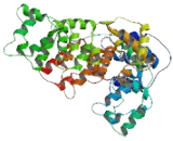 Bicaudal D Related Protein 1 (BICDR1)