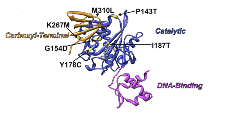 Bifunctional ligase/repressor BirA (BirA)