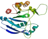 Bile Acid Coenzyme A Amino Acid-N-Acyltransferase (BAAT)