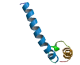 Biogenesis Of Lysosomal Organelles Complex 1, Subunit 1 (BLOC1S1)