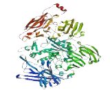 Biorientation Defective 1 Like Protein (BOD1L)