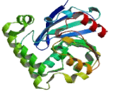 Biphenyl Hydrolase Like Protein (BPHL)