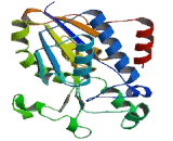 Bisphosphoglycerate Mutase (BPGM)