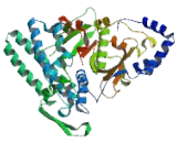 Bleomycin Hydrolase (BLMH)