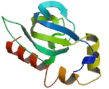 Blood Vessel Epicardial Substance (BVES)