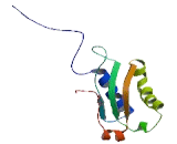 BolA Like Protein 1 (BOLA1)